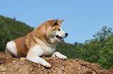 AKITA INU 446